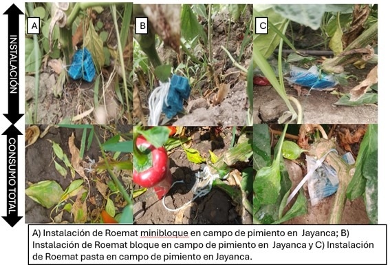 Control de Roedores en la Agroindustria: Estrategias y Resultados ...