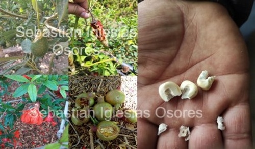 Control de Roedores en la Agroindustria: Estrategias y Resultados ...