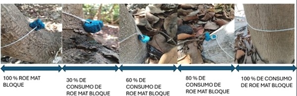 Control de Roedores en la Agroindustria: Estrategias y Resultados ...