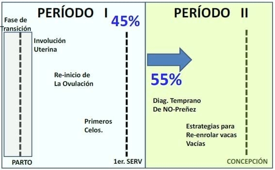 Producción eficiente de preñeces en hatos lecheros - Image 8