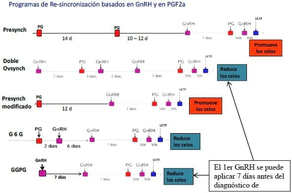 Producción eficiente de preñeces en hatos lecheros - Image 14