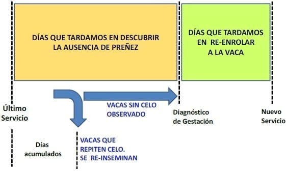 Producción eficiente de preñeces en hatos lecheros - Image 12