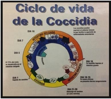Variabilidad de la Composición del Agua y su Impacto Potencial sobre el Desempeño Animal - Image 6