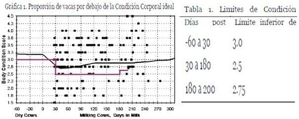 El preparto y sus implicaciones reproductivas en ganado lechero - Image 1
