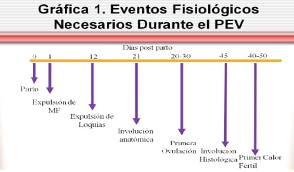 El posparto temprano y sus implicaciones reproductivas en ganado lechero - Image 2