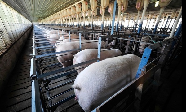 PEDV: Las manadas de cerdas están eliminando el virus más rápidamente - Image 1