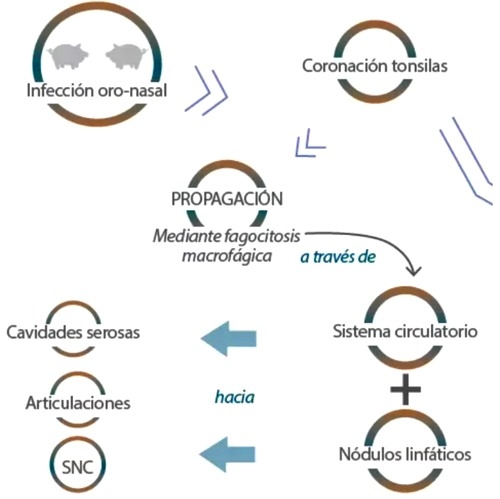 La alpha-monolaurina estimula al sistema inmune - Image 1