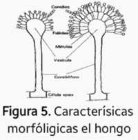 Aflatoxina B1: Cuando los alimentos se vuelven tóxicos - Image 5