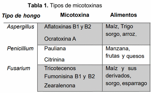 Aflatoxina B1: Cuando los alimentos se vuelven tóxicos - Image 1