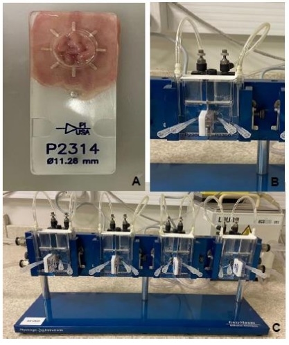 Desarrollo de un modelo ex vivo para evaluar el impacto de la fumonisina B1 en la morfología intestinal porcina - Image 2
