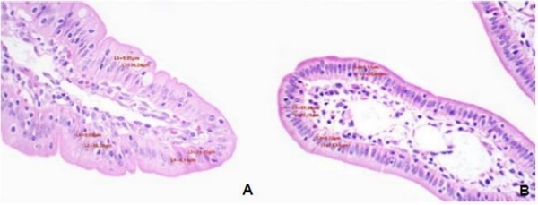 Desarrollo de un modelo ex vivo para evaluar el impacto de la fumonisina B1 en la morfología intestinal porcina - Image 1