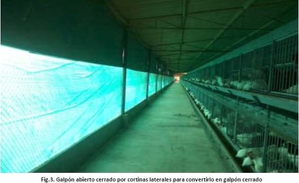 Diseño de ventilación en un galpón de reproductora liviana - Image 2