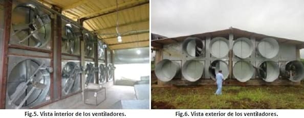 Diseño de ventilación en un galpón de reproductora liviana - Image 9