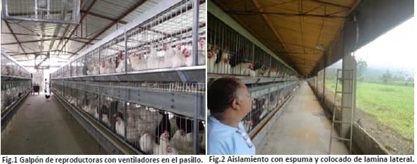 Diseño de ventilación en un galpón de reproductora liviana - Image 1