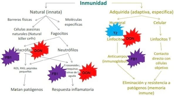 El desafío de las toxinas sobre IGF1 y su efecto en la productividad - Image 6