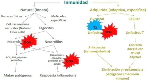 El desafío de las toxinas sobre IGF1 y su efecto en la productividad - Image 4