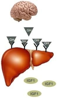 El desafío de las toxinas sobre IGF1 y su efecto en la productividad - Image 9