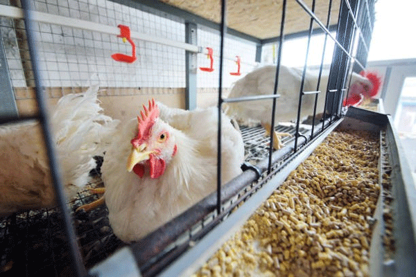 Seis Principales Beneficios e Información Económica sobre los Ácidos Biliares en Aves Reproductoras - Image 1
