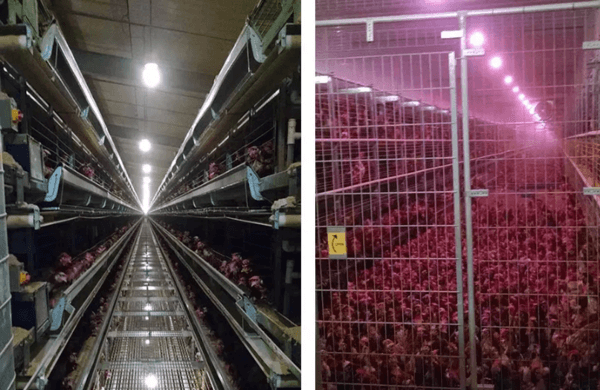 El Polvo en la Avicultura – Todo lo que Necesita Saber sobre su Impacto en la Salud de las Aves - Image 6