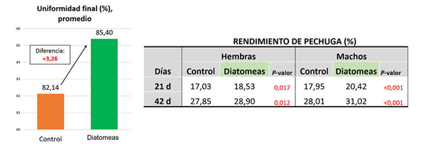 Gráfico 6: la uniformidad de los lotes tratados fue un 3,26% mayor de promedio; por su parte, el rendimiento promedio de la canal fue superior en un 7,25% en los lotes con diatomeas