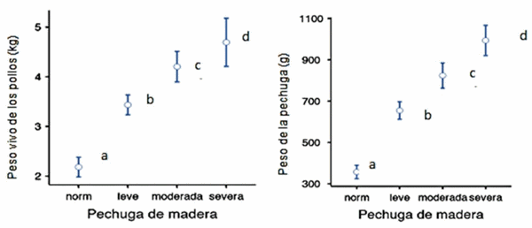 Severidad de miopatías de pechuga y su relación con indicadores de bienestarproductivos, fisiológicos y de comportamiento en pollos de engorde - Image 1