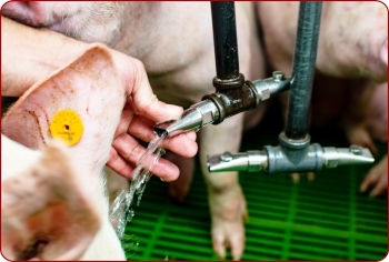Calidad y cantidad de agua en producciones avícolas y porcícolas - Image 2