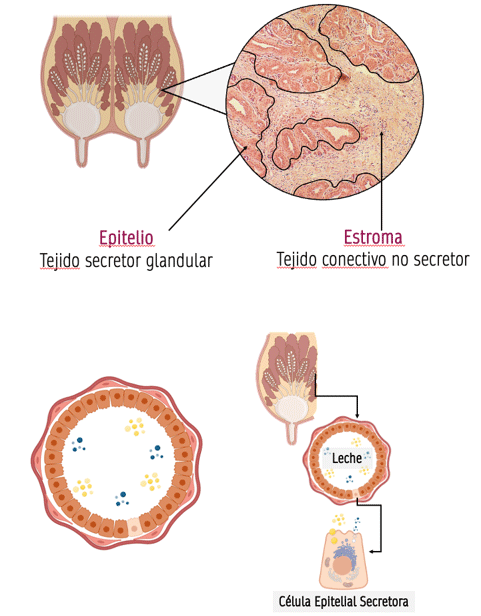 Fig. 1. Componentes del tejido glandular mamario, arreglos alveolares, lumen del alveolo y células epiteliales secretoras de bovinos