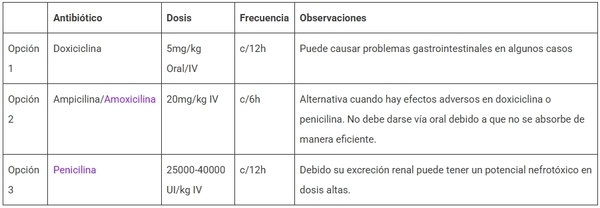 Leptospirosis canina: Tratamiento y Control - Image 3