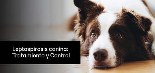 Leptospirosis canina: Tratamiento y Control - Image 1
