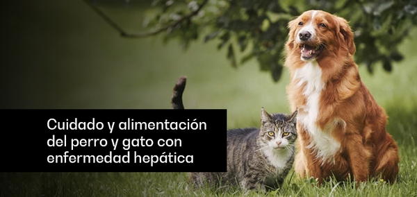 Cuidado y alimentación del perro y gato con enfermedad hepática - Image 1