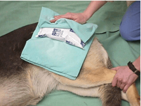 Manejo de la osteoartritis en caninos - Image 3