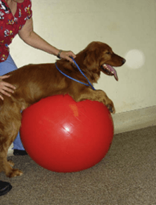 Manejo de la osteoartritis en caninos - Image 2