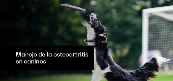 Manejo de la osteoartritis en caninos - Image 1
