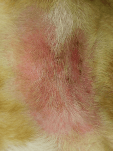 Principales problemas dermatológicos en perros y gatos durante el verano y como abordarlos - Image 5