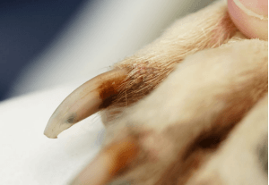 Principales problemas dermatológicos en perros y gatos durante el verano y como abordarlos - Image 3
