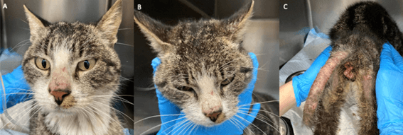 Principales problemas dermatológicos en perros y gatos durante el verano y como abordarlos - Image 6