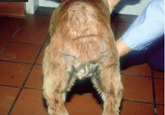 Principales problemas dermatológicos en perros y gatos durante el verano y como abordarlos - Image 7