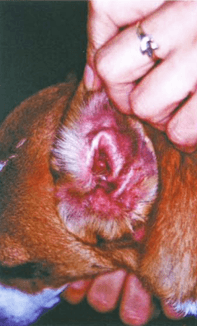 Principales problemas dermatológicos en perros y gatos durante el verano y como abordarlos - Image 4