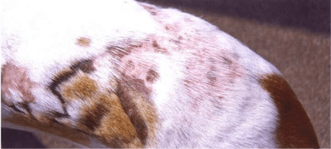 Principales problemas dermatológicos en perros y gatos durante el verano y como abordarlos - Image 2