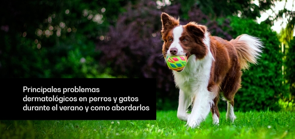 Principales problemas dermatológicos en perros y gatos durante el verano y como abordarlos - Image 1