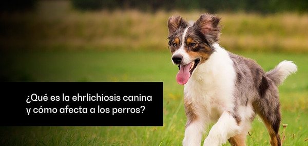 ¿Qué es la ehrlichiosis canina y cómo afecta a los perros? - Image 1