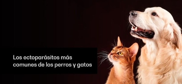 Los ectoparásitos más comunes de los perros y gatos - Image 1