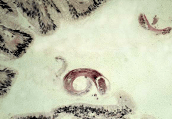 Los parásitos gastrointestinales más comunes en perros y gatos - Image 12