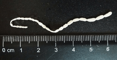 Los parásitos gastrointestinales más comunes en perros y gatos - Image 13