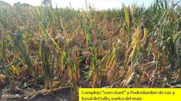 COMO LOGRAR UN MAIZ SANO Y PRODUCTIVO: de siembra a cosecha - Image 2
