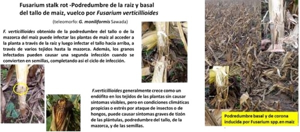 COMO LOGRAR UN MAIZ SANO Y PRODUCTIVO: de siembra a cosecha - Image 4