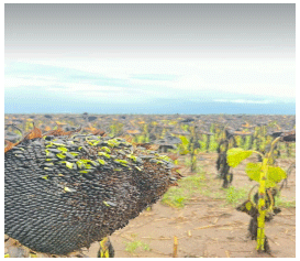 Foto 1: Girasol brotado en cultivo 