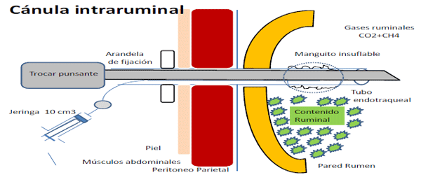 Producción de energía a partir de los gases ruminales del bovino - Image 10