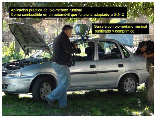 Producción de energía a partir de los gases ruminales del bovino - Image 25