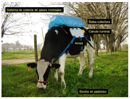 Producción de energía a partir de los gases ruminales del bovino - Image 7